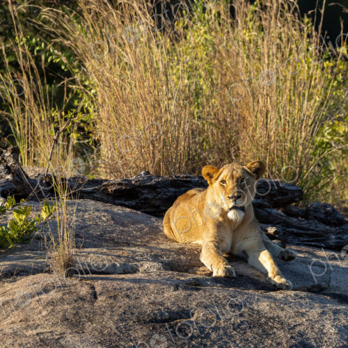 Lion, Panthera leo, lioness lying on a rock.