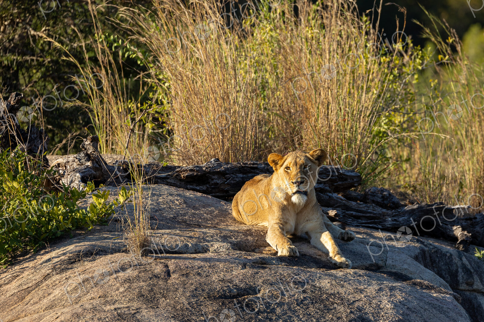 Lion, Panthera leo, lioness lying on a rock.