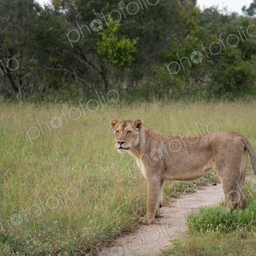 Lion, Panthera leo, lioness standing in grass. Lion, Panthera leo, lioness standing in grass.