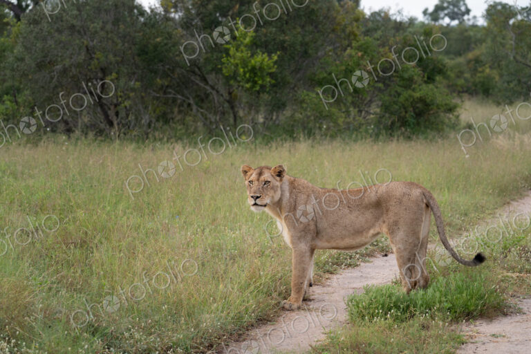 Lion, Panthera leo, lioness standing in grass.