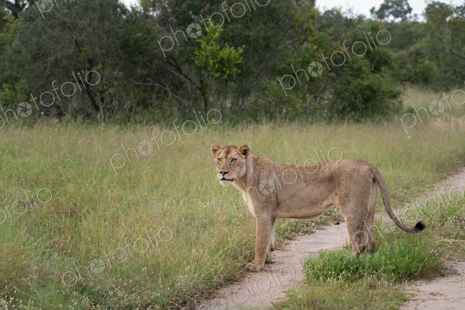 Lion, Panthera leo, lioness standing in grass.