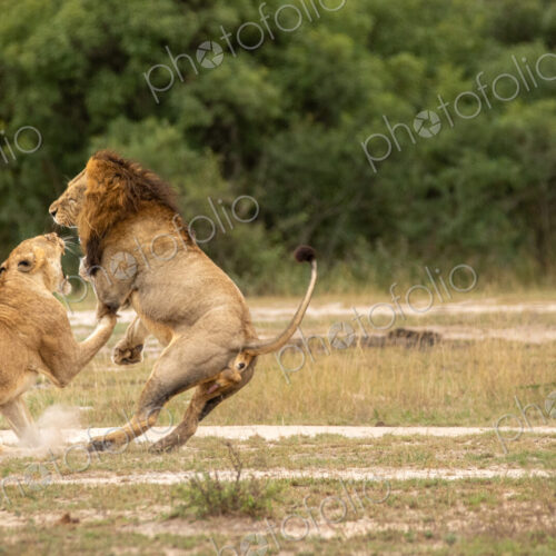 Lion, Panthera leo, male lion and lioness fighting, with cub watching.