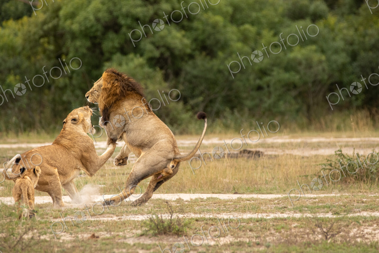 Lion, Panthera leo, male lion and lioness fighting, with cub watching.