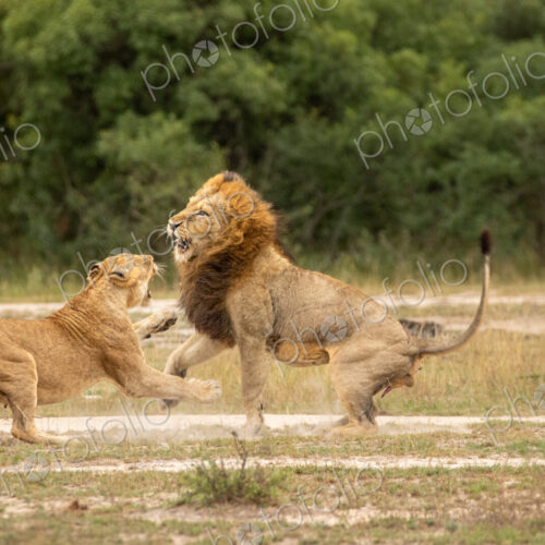 Lion, Panthera leo, male lion and lioness fighting, with cub watching. Lion, Panthera leo, male lion and lioness fighting, with cub watching.