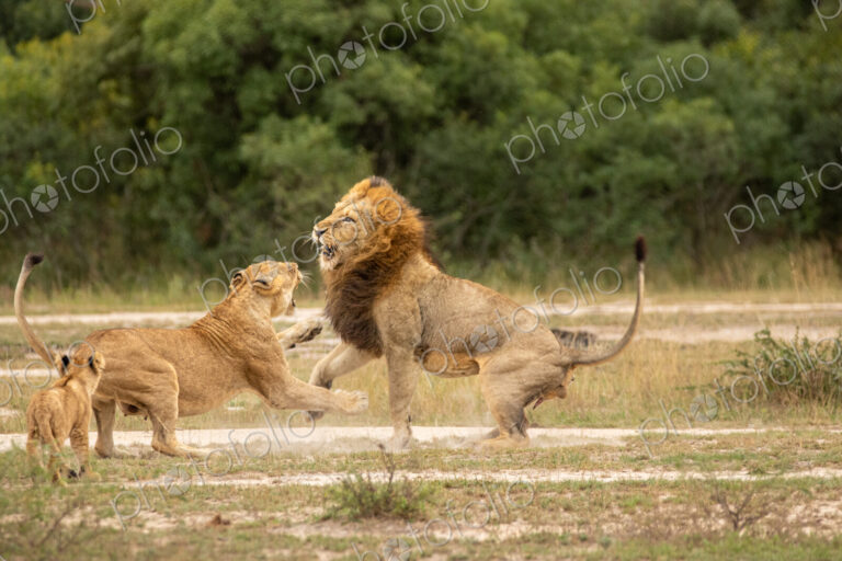 Lion, Panthera leo, male lion and lioness fighting, with cub watching.
