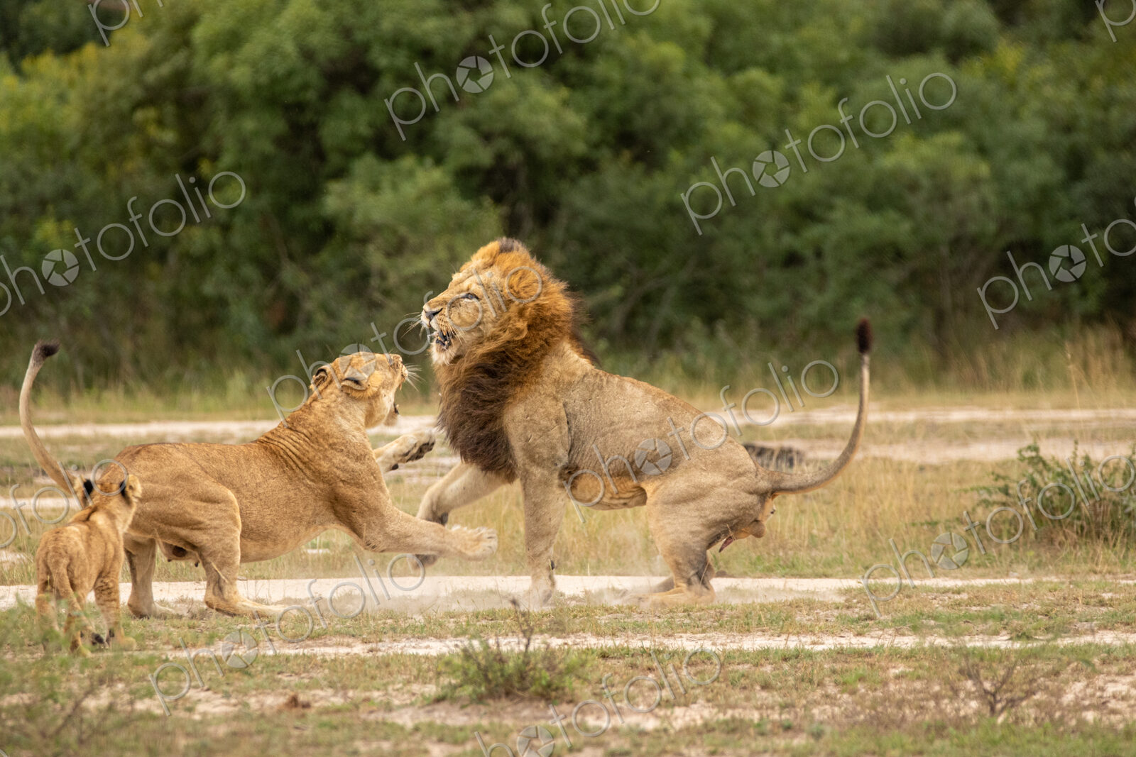 Lion, Panthera leo, male lion and lioness fighting, with cub watching.