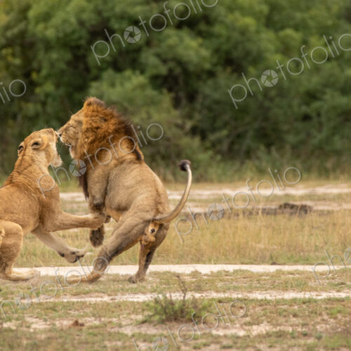 Lion, Panthera leo, male lion and lioness fighting, with cub watching. Lion, Panthera leo, male lion and lioness fighting, with cub watching.