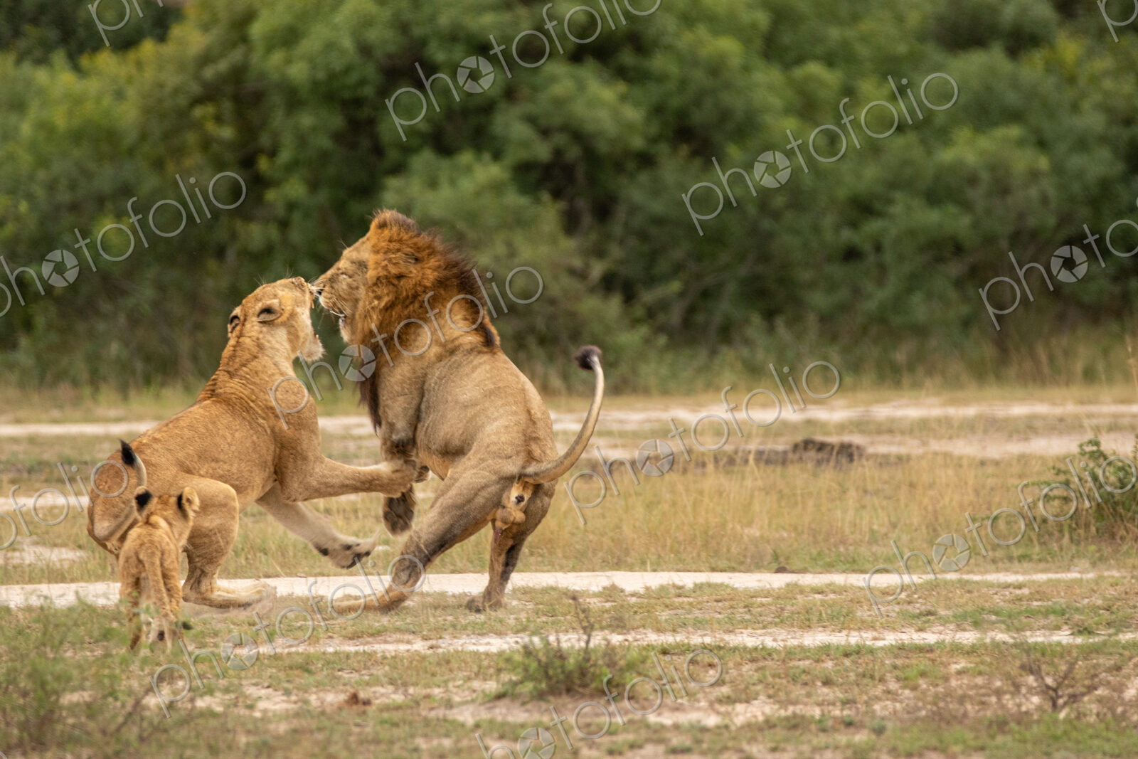 Lion, Panthera leo, male lion and lioness fighting, with cub watching.