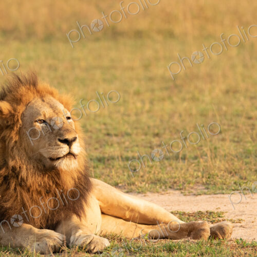 Lion, Panthera leo, male lion lying on grass. Lion, Panthera leo, male lion lying on grass.