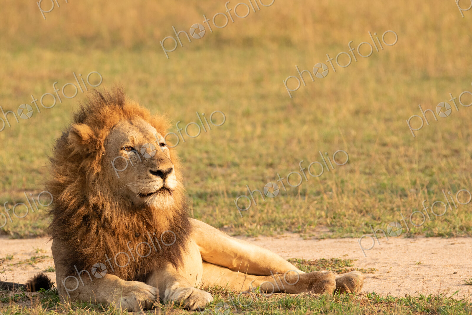Lion, Panthera leo, male lion lying on grass.