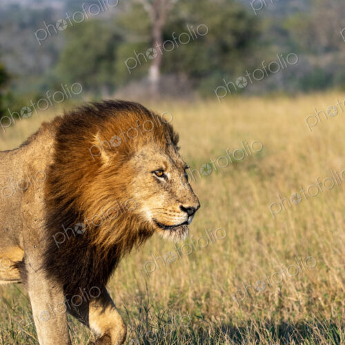 Lion, Panthera leo, male lion standing on grass. Lion, Panthera leo, male lion standing on grass.