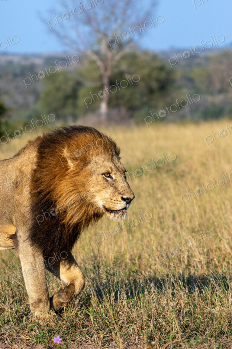 Lion, Panthera leo, male lion standing on grass.