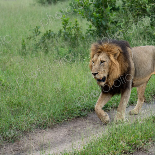 Lion, Panthera leo, male on patrol. Lion, Panthera leo, male on patrol.
