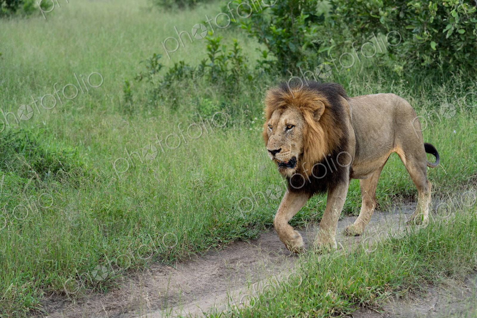 Lion, Panthera leo, male on patrol.