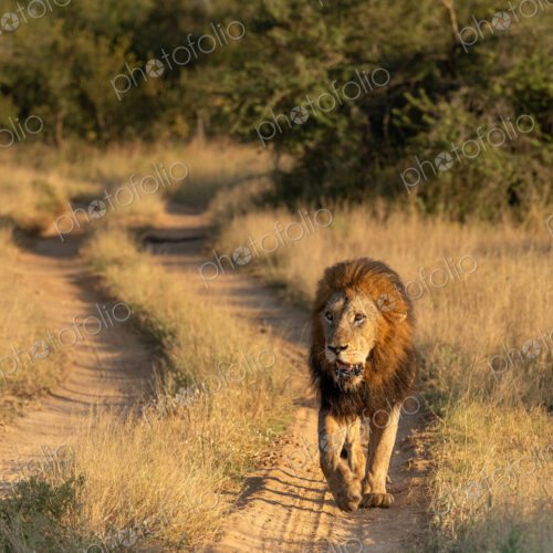 Lion, Panthera leo, male walking.