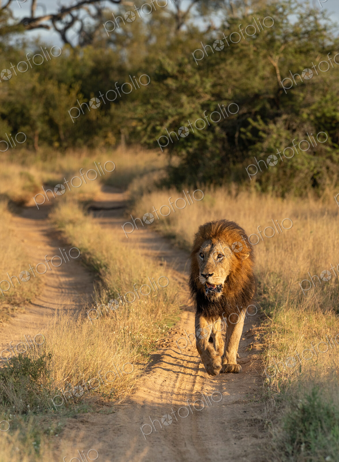 Lion, Panthera leo, male walking.