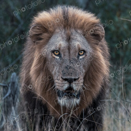 Lion, Panthera leo, portrait of a male lion during an evening patrol.