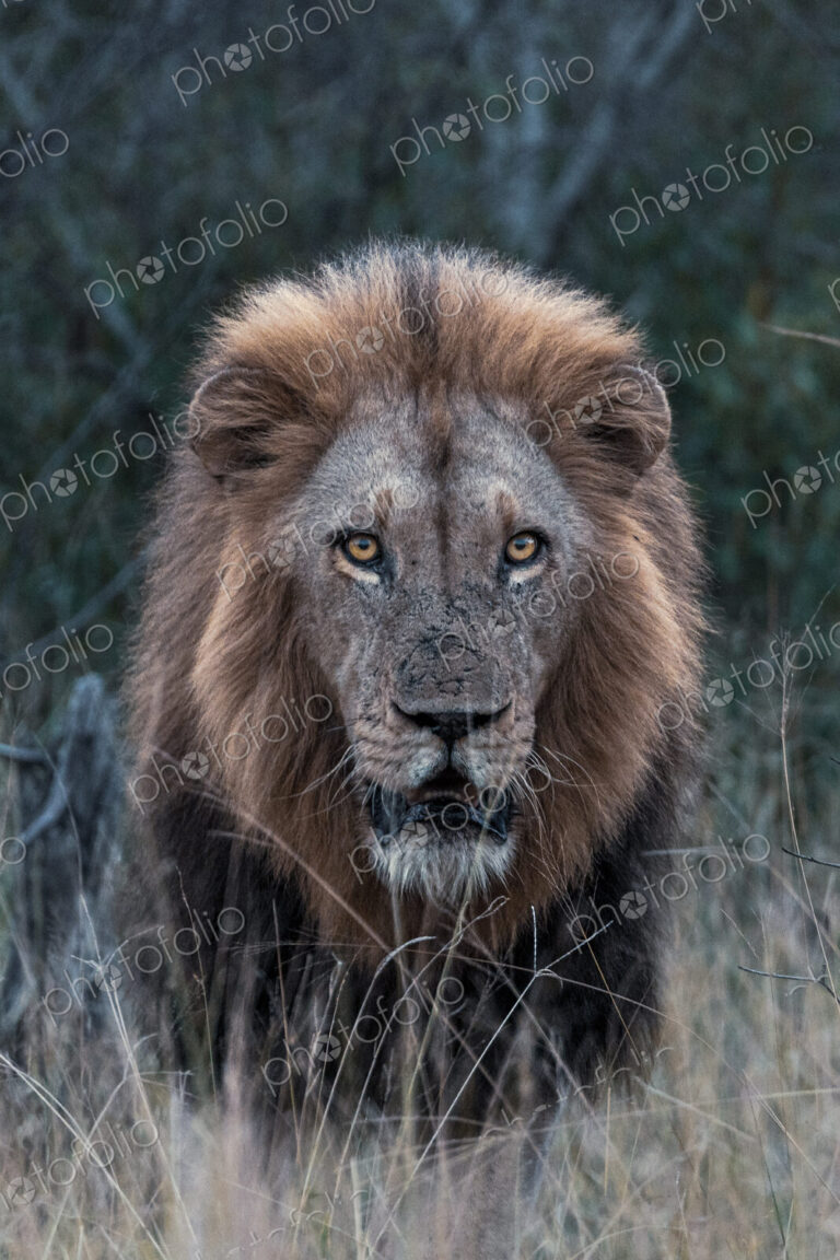 Lion, Panthera leo, portrait of a male lion during an evening patrol.