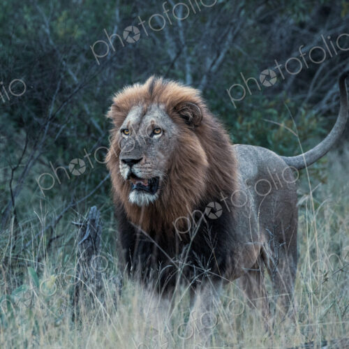 Lion, Panthera leo, portrait of a male lion during an evening patrol.