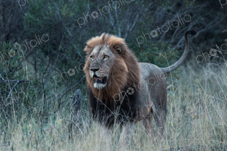 Lion, Panthera leo, portrait of a male lion during an evening patrol.