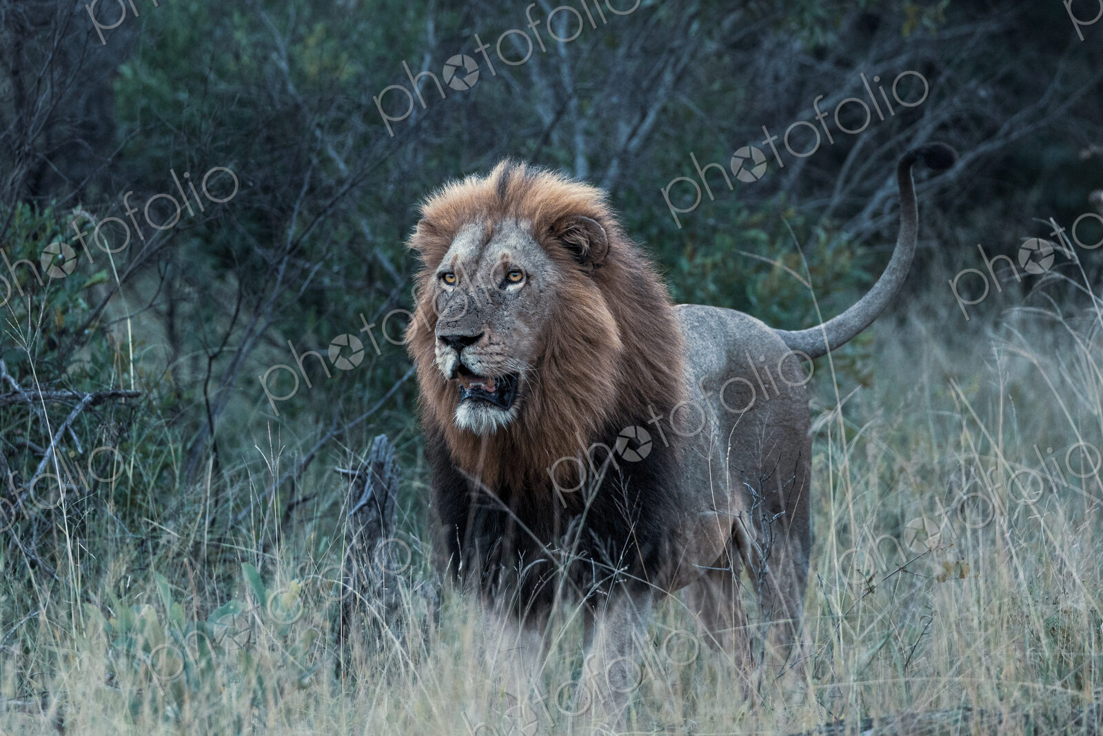 Lion, Panthera leo, portrait of a male lion during an evening patrol.