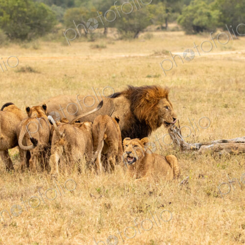 Lion, Panthera leo, pride greeting. Lion, Panthera leo, pride greeting.