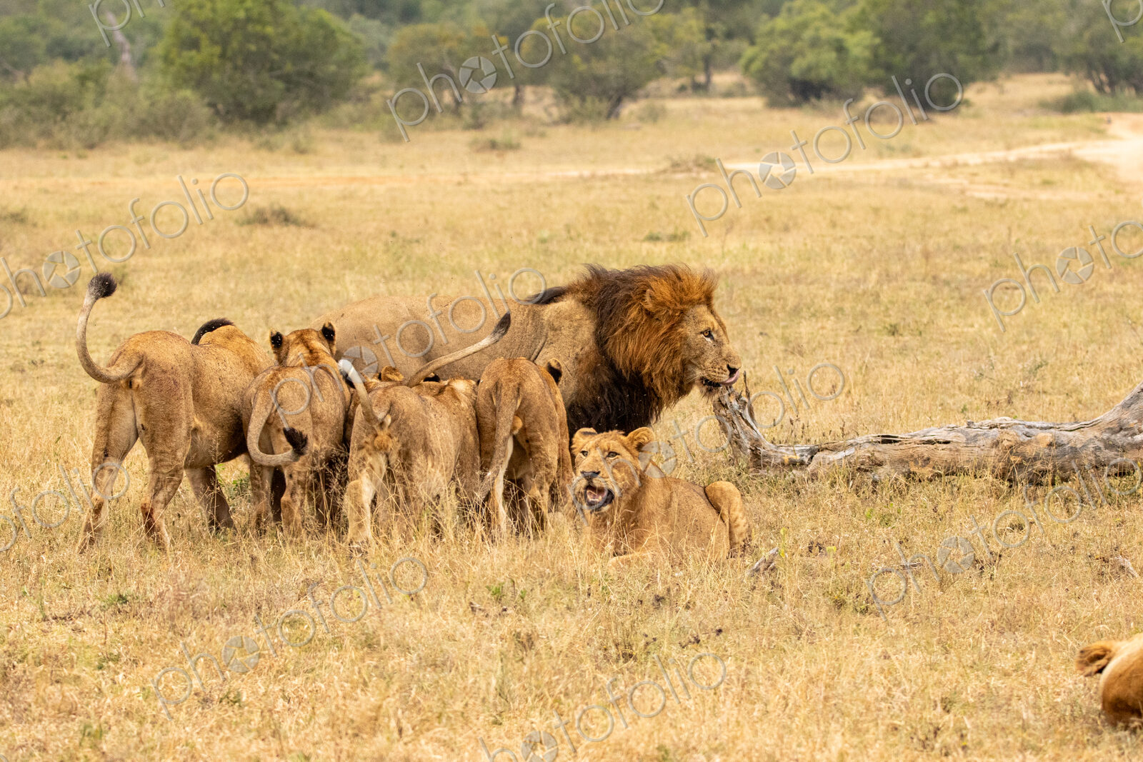Lion, Panthera leo, pride greeting.