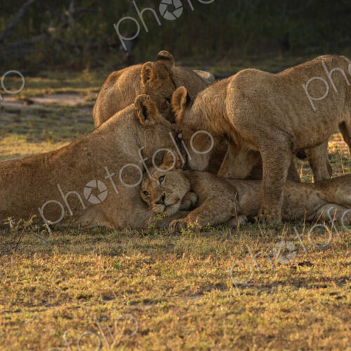 Lion, Panthera leo, pride interacting. Lion, Panthera leo, pride interacting.