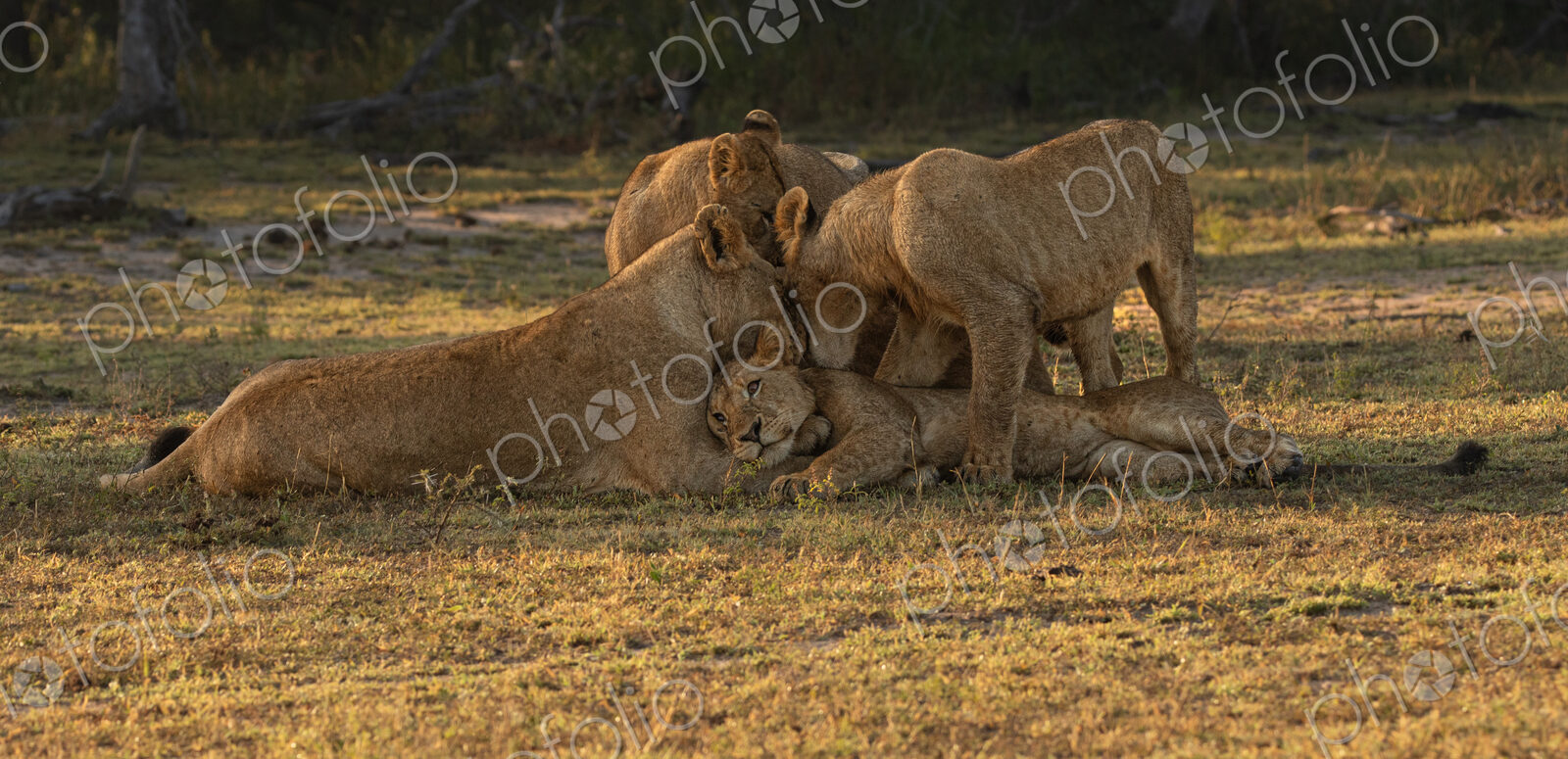 Lion, Panthera leo, pride interacting.