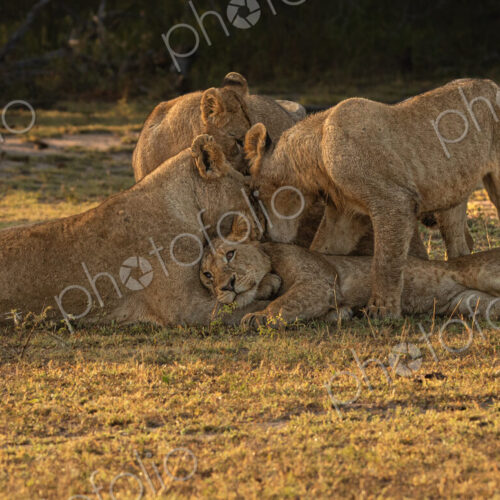 Lion, Panthera leo, pride interacting. Lion, Panthera leo, pride interacting.