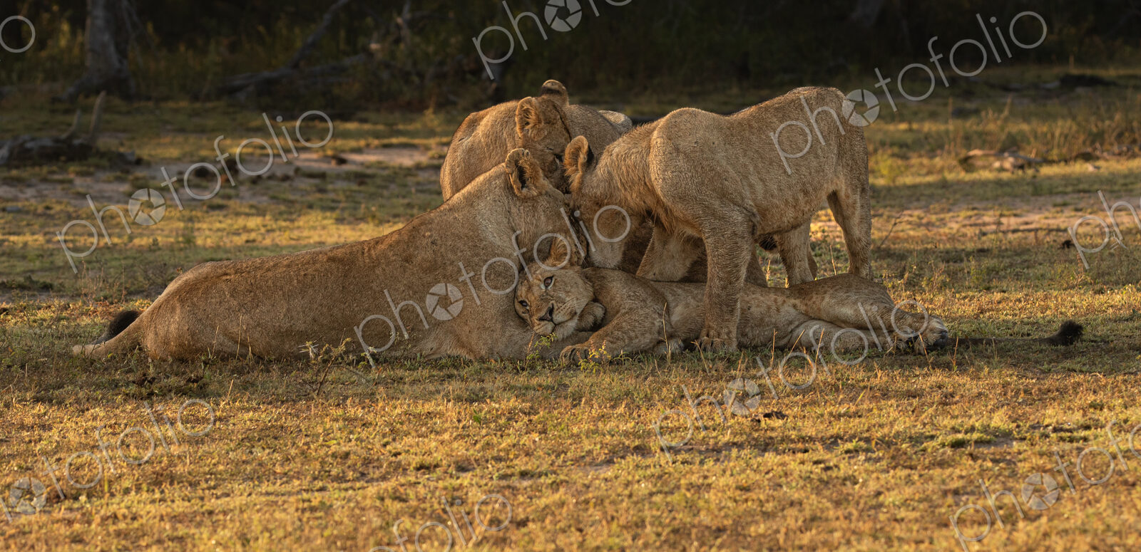 Lion, Panthera leo, pride interacting.