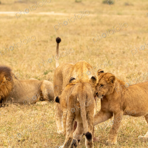 Lion, Panthera leo, pride interacting. Lion, Panthera leo, pride interacting.