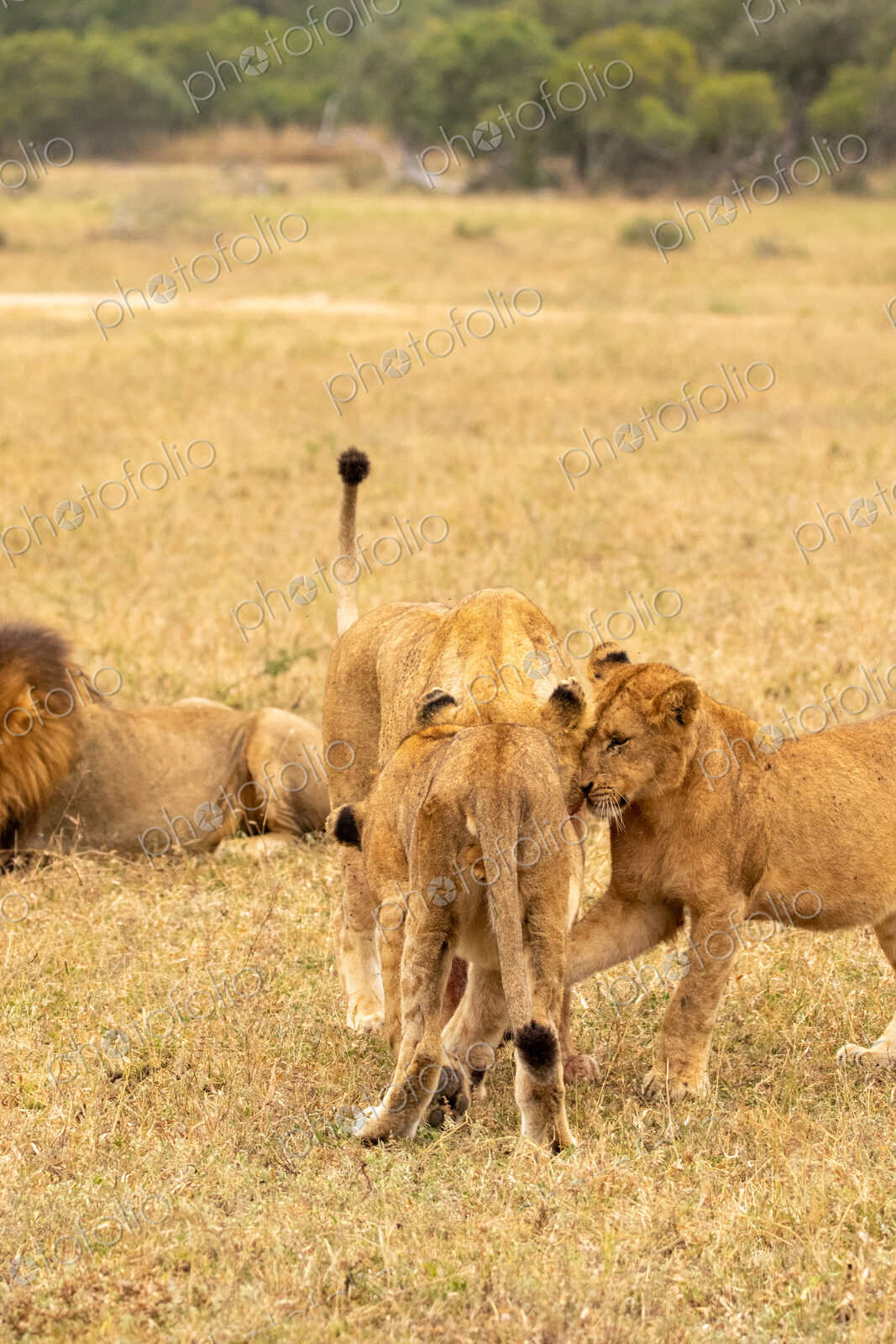 Lion, Panthera leo, pride interacting.