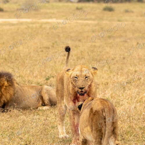 Lion, Panthera leo, pride interacting. Lion, Panthera leo, pride interacting.