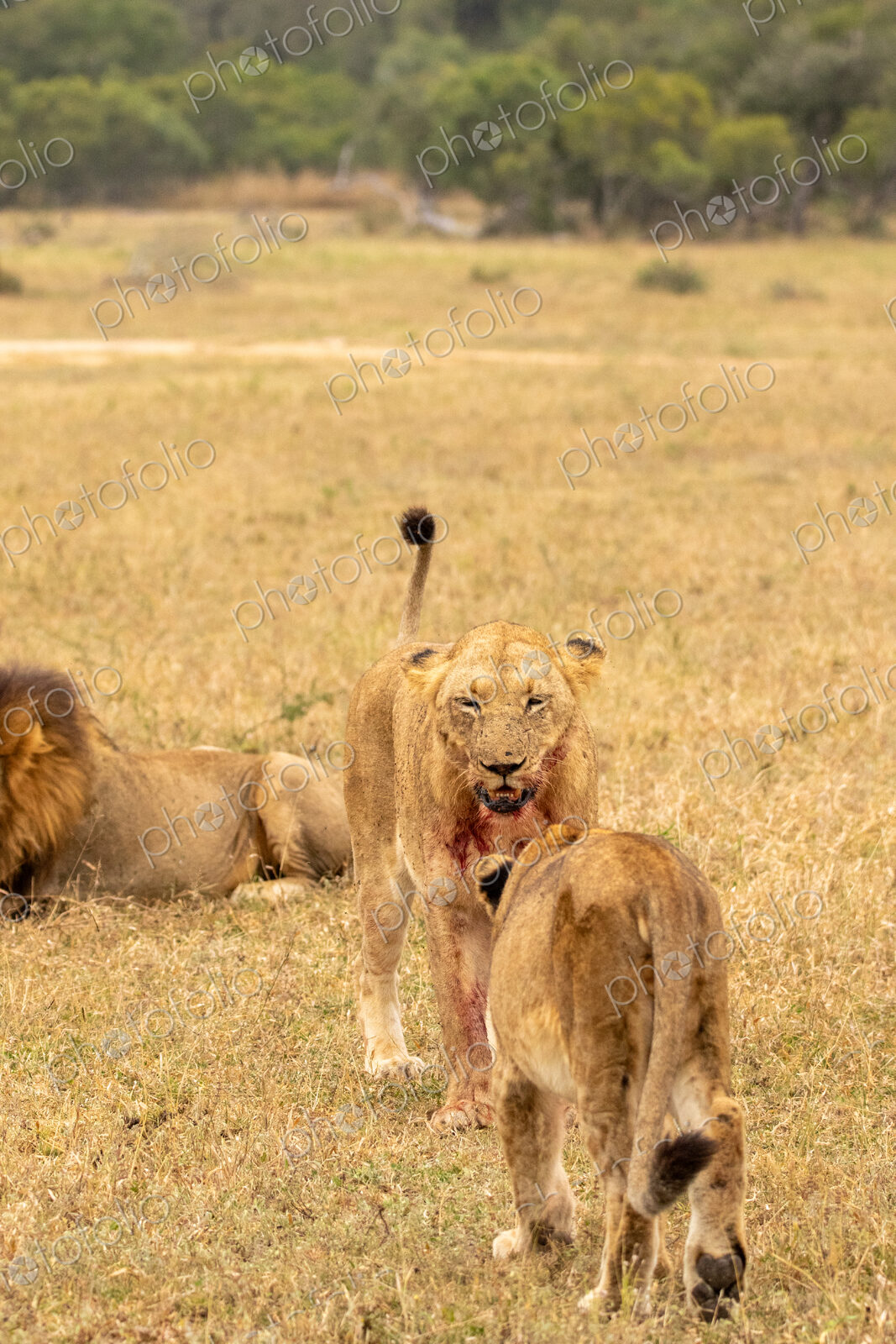 Lion, Panthera leo, pride interacting.