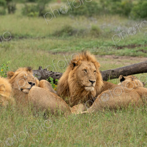 Lion, Panthera leo, pride lying together. Lion, Panthera leo, pride lying together.