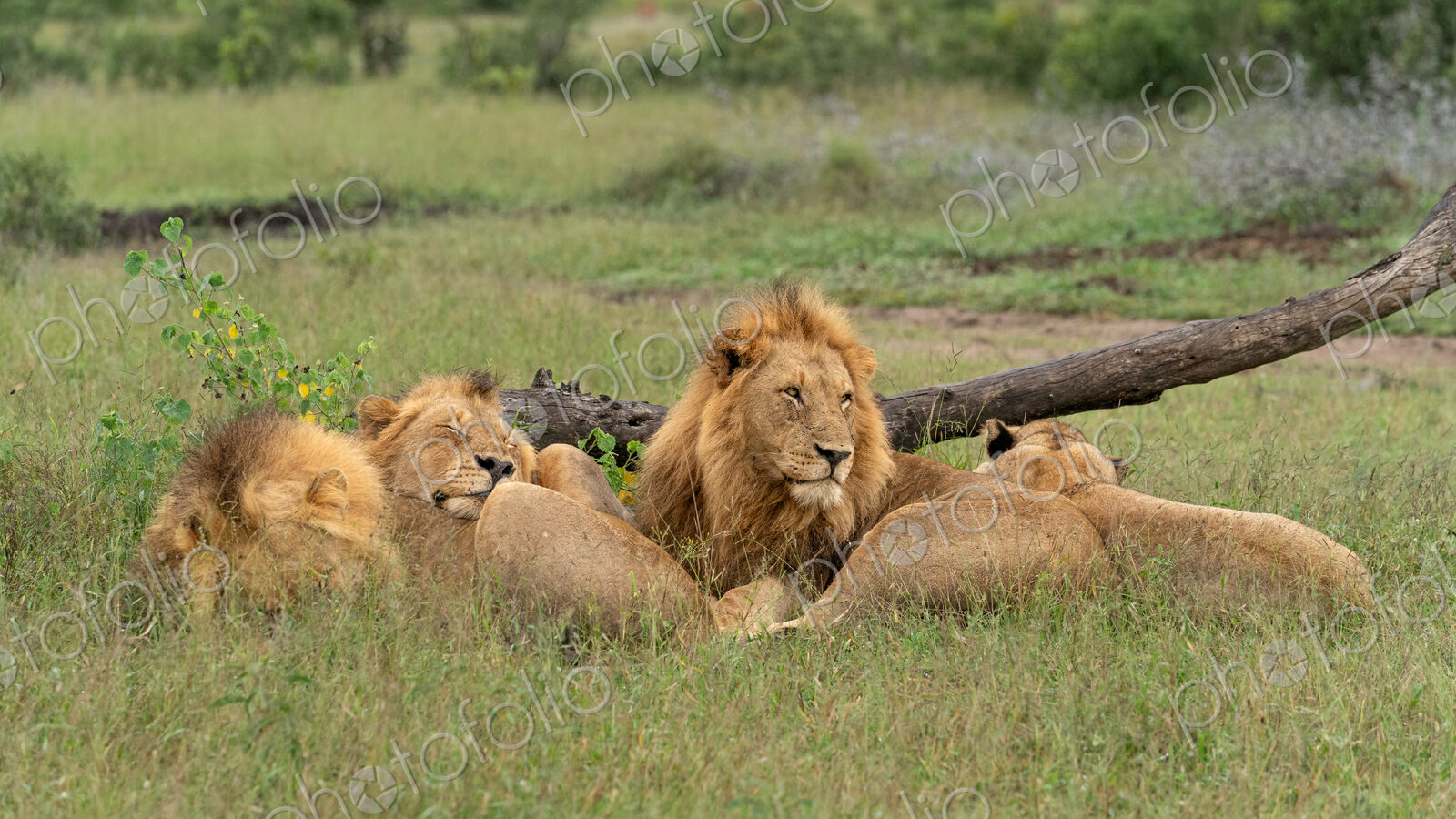 Lion, Panthera leo, pride lying together.