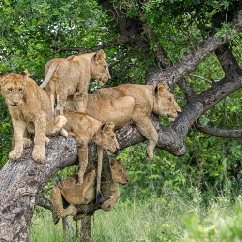 Lion, Panthera leo, pride resting and interacting in a marula tree. Lion, Panthera leo, pride resting and interacting in a marula tree.