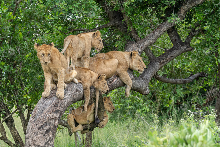 Lion, Panthera leo, pride resting and interacting in a marula tree.