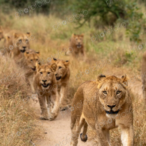 Lion, Panthera leo, pride walking. Lion, Panthera leo, pride walking.