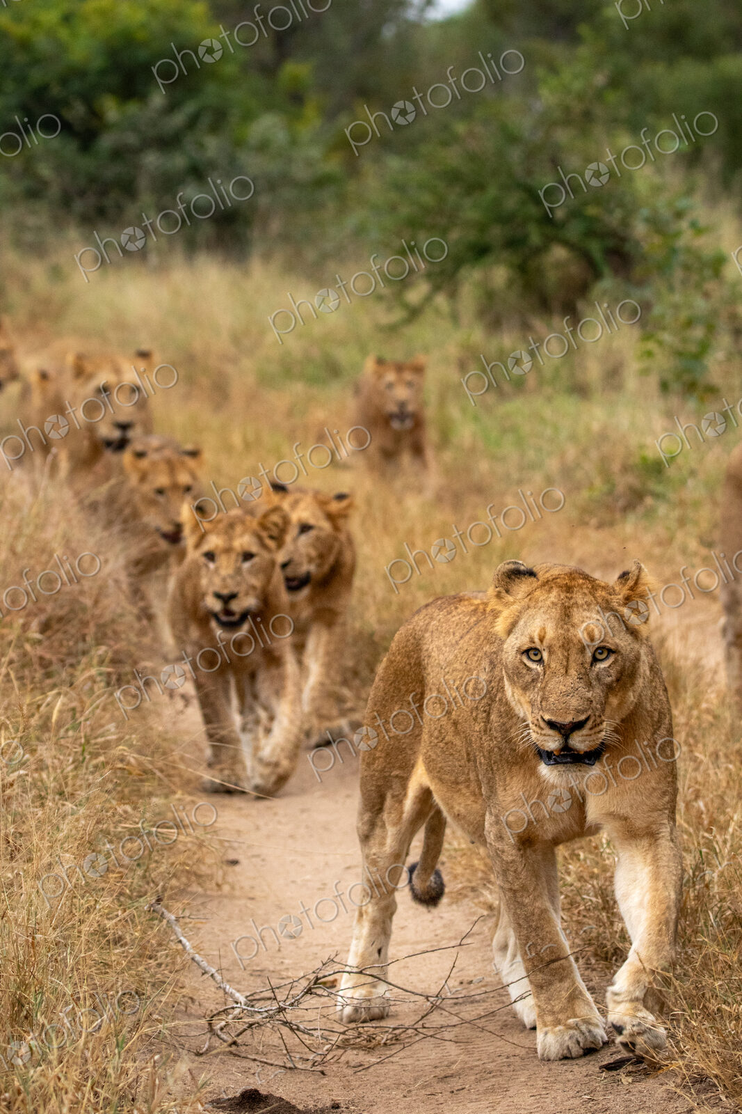 Lion, Panthera leo, pride walking.