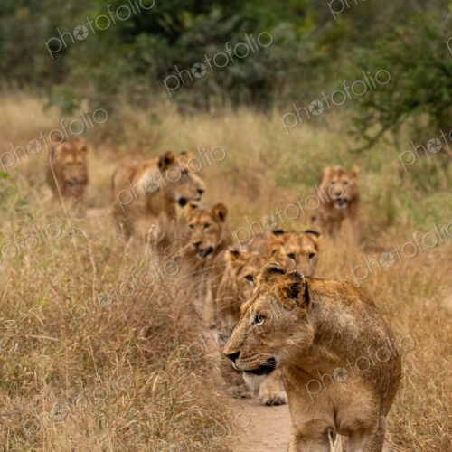 Lion, Panthera leo, pride walking. Lion, Panthera leo, pride walking.