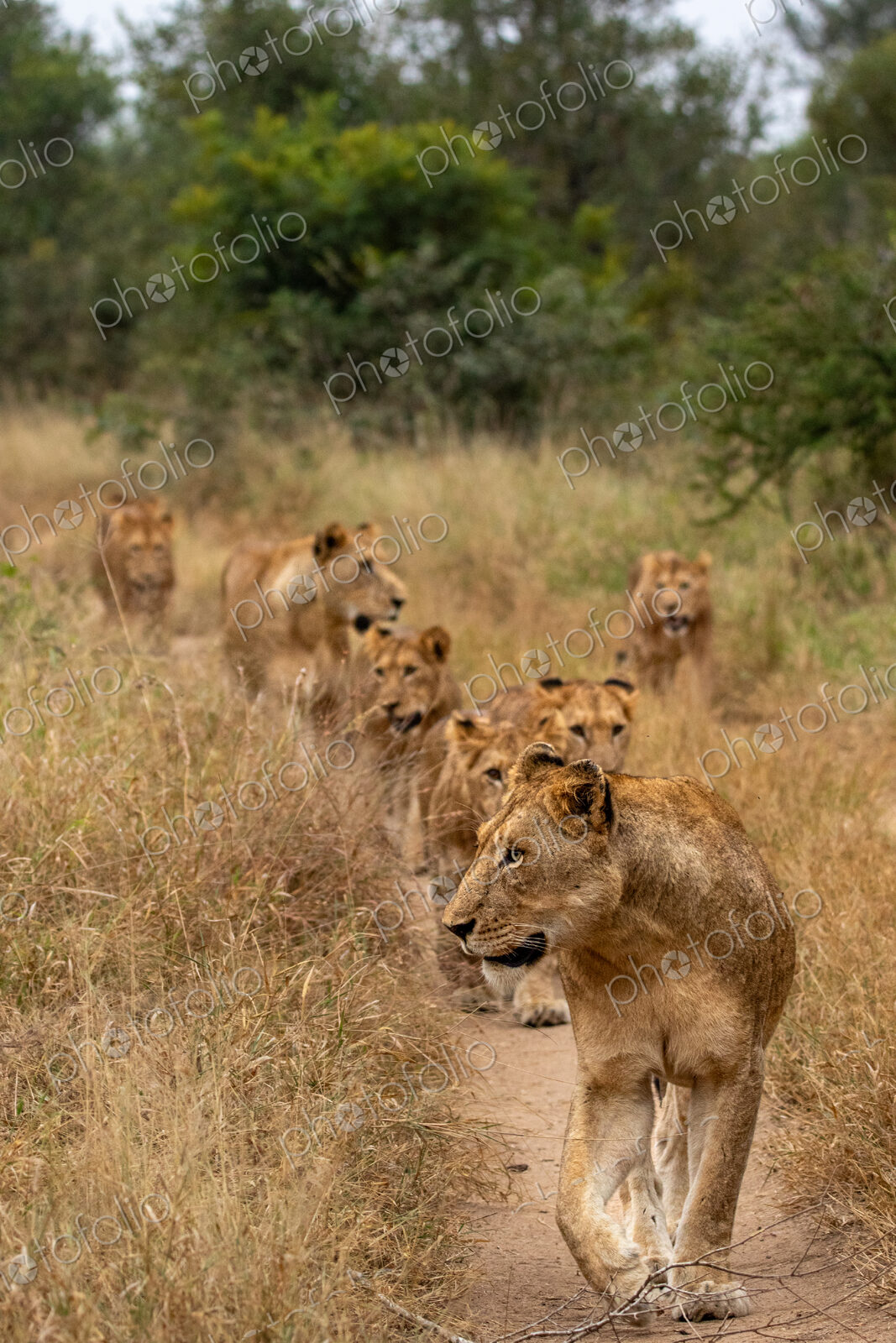 Lion, Panthera leo, pride walking.