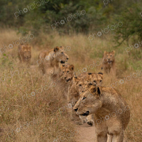 Lion, Panthera leo, pride walking. Lion, Panthera leo, pride walking.