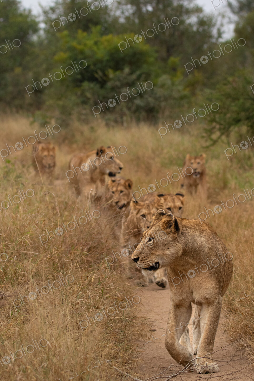 Lion, Panthera leo, pride walking.