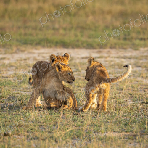 Lion, Panthera leo, three lion cubs playing. Lion, Panthera leo, three lion cubs playing.