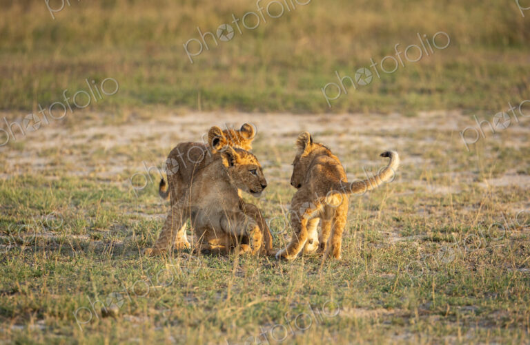 Lion, Panthera leo, three lion cubs playing.