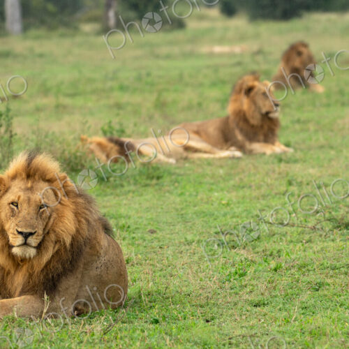 Lion, Panthera leo, three males lying in grass. Lion, Panthera leo, three males lying in grass.
