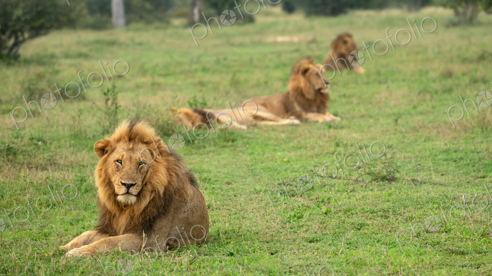 Lion, Panthera leo, three males lying in grass.
