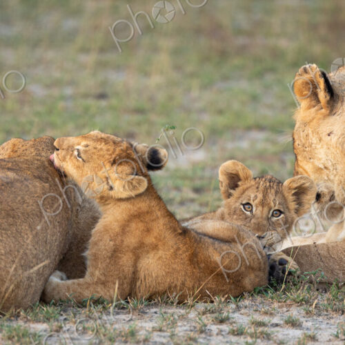 Lion, Panthera leo, two females and cubs lying on grass.